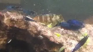Blue velvet shrimp feeding!
