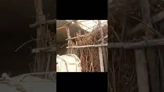 #village life #hard #rainyday#romantic_status #moonsoon #himalayan #rain #AR Entertainments
