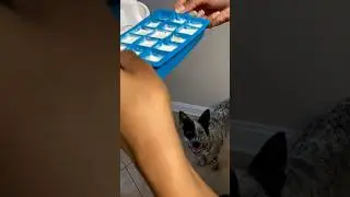 SUPER EASY FROZEN DOG TREATS! #dogtreats #dogasmr #dogshorts