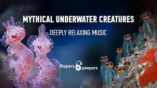 Mythical Amazing Fish, Seahorses and Jellyfish Drifting to Relaxing Ambient Music