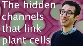 Plasmodesmata: helping plants grow better fruit - Andrea Paterlini