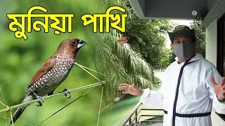 মুনিয়া পাখি | Munia | 2020 | ***Beauty, Nature & Biodiversity***