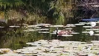 WLP Duckies Grasmere Dr, LOL, FL