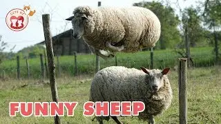 Funny Sheep You Will Die Laughing! Hilarious! Funniest Animals Videos 2018