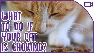 How to SAVE a Choking Cat - Cat Safety Advice!