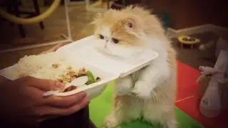 Cooper Cat: 