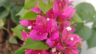 ඉතින් කොහොමද යාලුවනේ  ❤️❤️