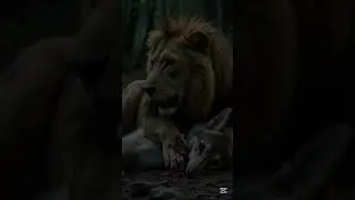 A lion. attack on the wolf