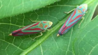 Red-banded Leafhoppers (Cicadellidae: Graphocephala coccinea) Making Honeydew