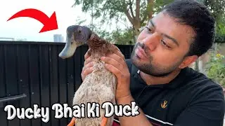 Ducky Bhai Ke Ghar Duck Aa Gayi 😍