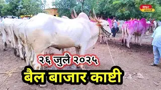 बैल बाजार काष्टी||गावरान व खिल्लार बैल बाजार||देशी बैल बाजार Bull market @SafarBazarachi555
