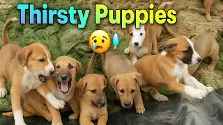 💦 Обезвоженные щенки просят о помощи 😭 | Спасение щенков с улицы Thirsty Street 💔
