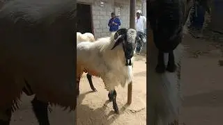 90 KGS Live weight Nellore judipi sheep