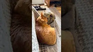 トラに無許可であご乗せチャレンジするチャビ🐱