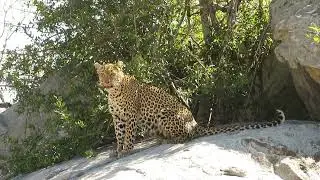 Leopard calling for cubs