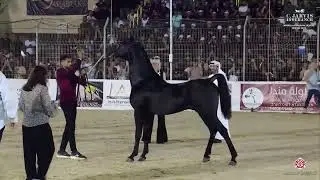 N.384 SAIF AL SHARAF - Manda Arabian Horse Show - Stallions 2020 (Class 38)