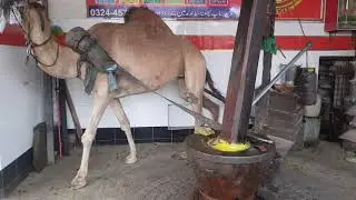Mini Oil Machine Running With Camel Power || Sarson ka tel nikalnae wali machine