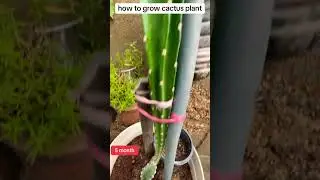 cactus plant 2025 | bryophyllum cactus plant online | cactus plant cheap