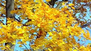 Gilded Autumn │ Medwyn Goodall #relaxingnewagemusic