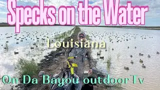 Specks on the water