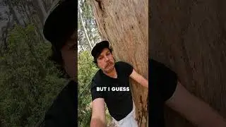 DAVE EVANS BICENTENNIAL TREE