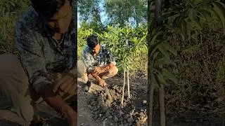 I am watering the sapota plant #nature #farming #sapotaplant #shorts