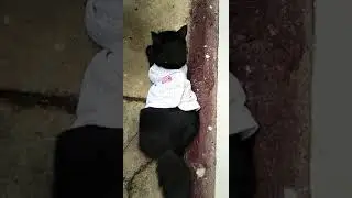 Hello my name is Tutu(Ng) (cat in baby clothes)