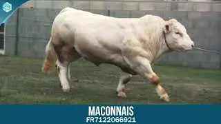 MACONNAIS - A Super Charolais Bull provided by Genes Diffusion - France