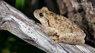 Peron's Tree Frog Calls - The cackling sounds of Peron's Tree Frogs calling at night.