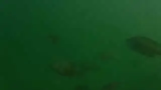 Fishiding Habitat underwater video after one week in lake full of fish