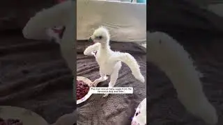 The man rescue baby eagle from the ferocious dog and then #eagle #birds #short