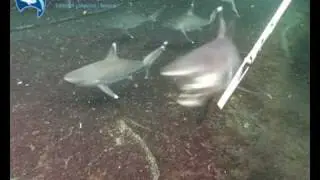 Shark Feeding machines: Silvertips Part 1