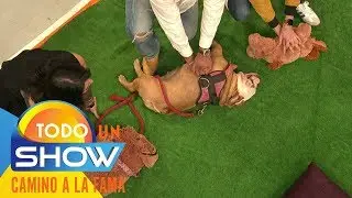 ¿Qué podemos hacer si a nuestro perro le da un paro cardiorespiratorio? | Todo un show