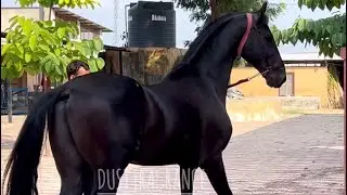 Full vlog of Piproli Stud Farm Devdutt and his Results