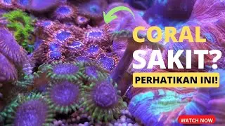 Tips for Caring for Coral, Easy for Beginners (no dose)