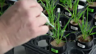 Growing Plants With Microbiomes