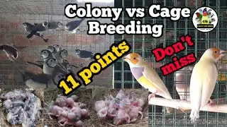 Colony vs Cage Breeding