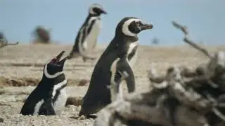 Wild  Patagonia Trailer