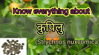 कुपिलु(Strycnos nixvomica) || Ayurvedic Medicinal Plant || Dravyagun