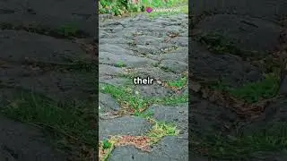 The Secret Behind Roman Roads That Lasted 2,000 Years! 🛤️
