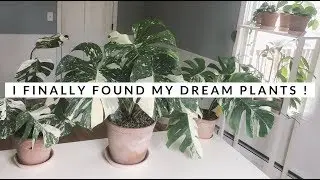 FINALLY Purchased My Dream Houseplants! 🎉 | Variegated Monstera 🌿✨