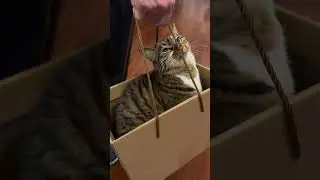 #youtube #cutekittten #cuteanimal #cats #cute #cutecattileshop