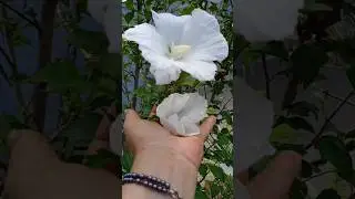 Oi de onde VCS est&atilde;o me vendo Poderia citar o nome da sua cidade p&ocirc;r favor 💝