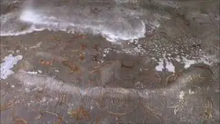 How to Find Best Process of Custom Oriental Rug Cleaners Service in Ft  Lauderdale?