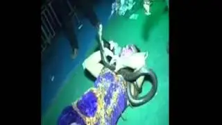 detik detik beberapa penari ular yang tergigit ular