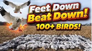 2025 Kansas Snow Goose Beat Down! | 100+ Birds!