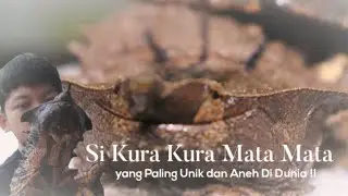 Kura Kura Mata Mata ( chelus fembriata )