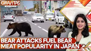 Bear Attacks Drive Boom in Bear Meat Demand in Japan | GRAVITAS | WION