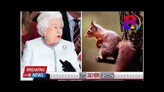 Queen LOCKED IN BATTLE over plans to improve Balmoral estate amid RED squirrel CONTROVERSY