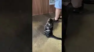 Cute cat standing up in human poster and queuing at cashier || PETASTIC 🐾